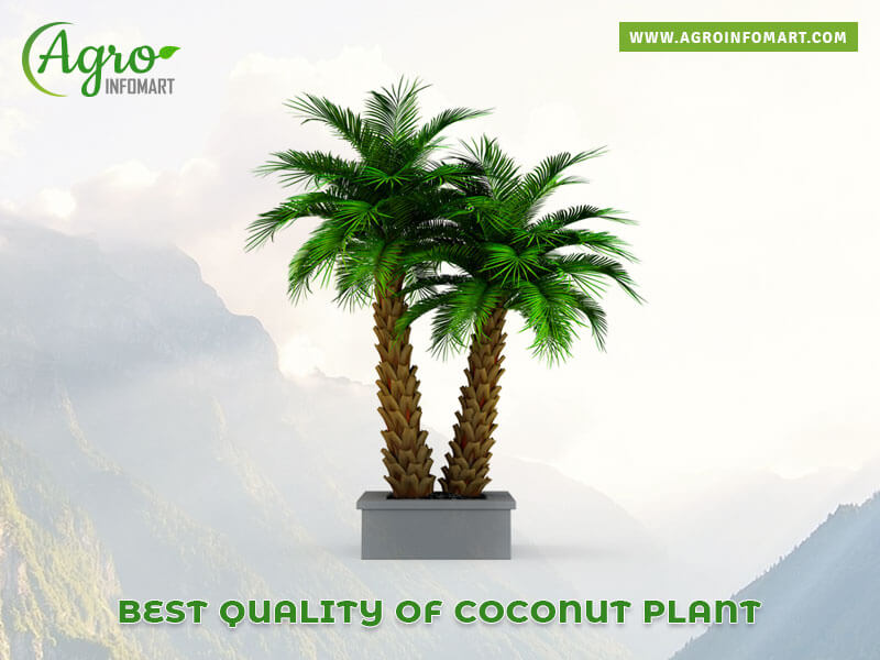 coconut plant Wholesale
