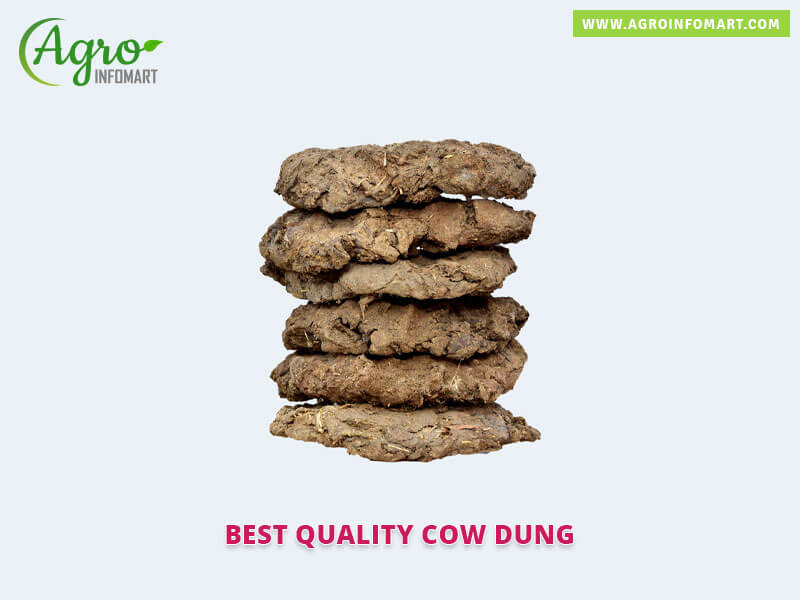 cow dung Wholesale