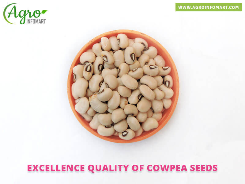 cowpea seeds Wholesale