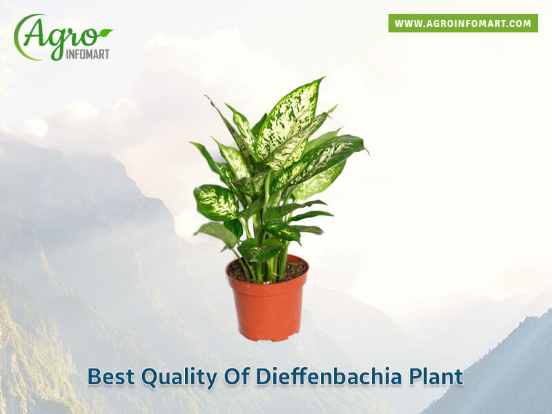 dieffenbachia plant Wholesale