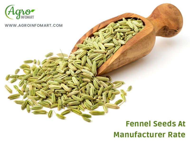 fennel seeds Wholesale