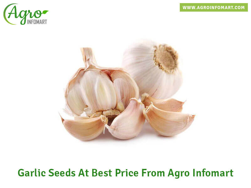 garlic seeds Wholesale