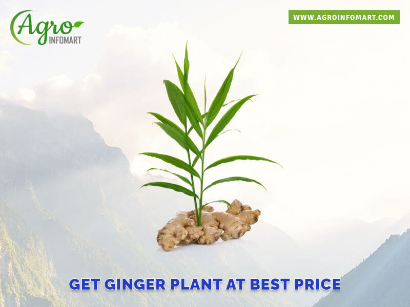 ginger plant Wholesale