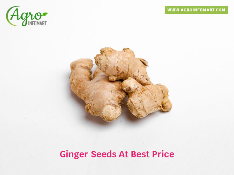 ginger seeds Wholesale