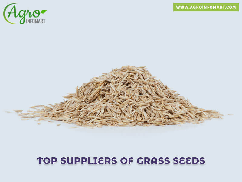 grass seeds Wholesale