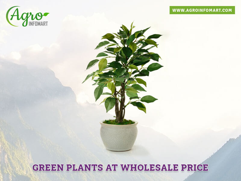 green plants Wholesale