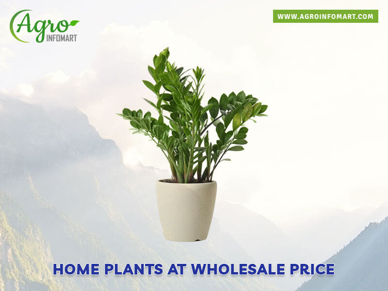 home plants Wholesale