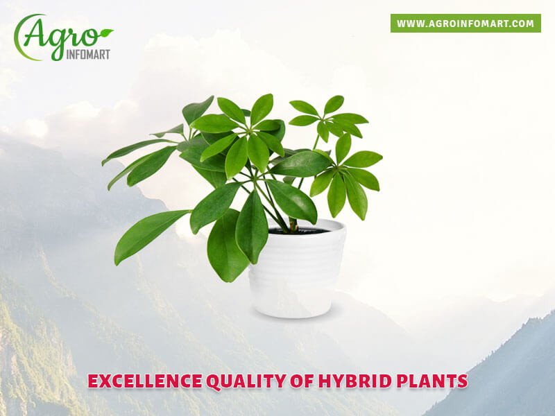 hybrid plants Wholesale