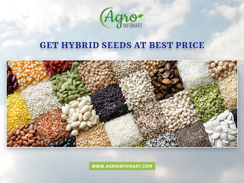 hybrid seeds Wholesale