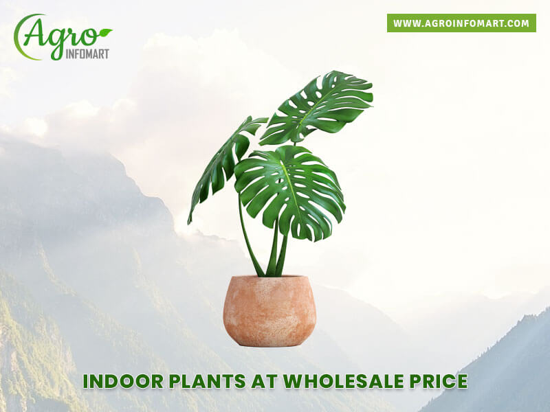 indoor plants Wholesale