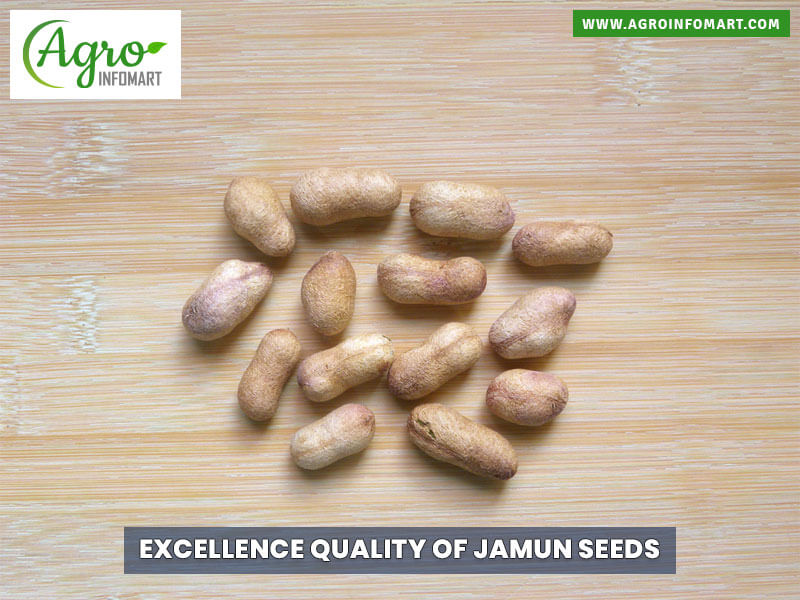 jamun seeds Wholesale