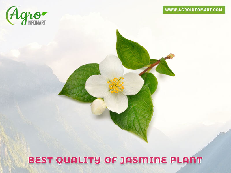 jasmine plant Wholesale