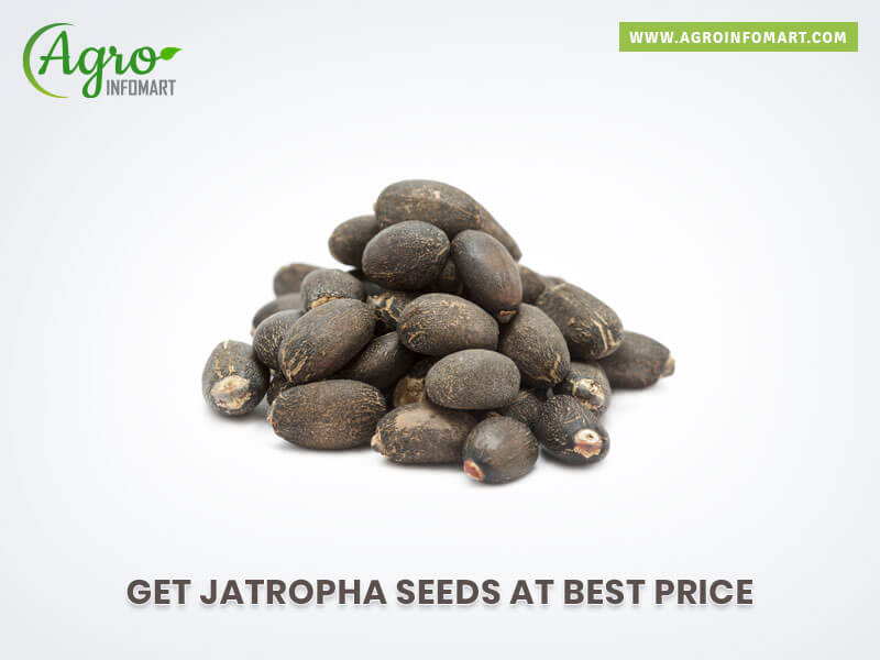 jatropha seeds Wholesale