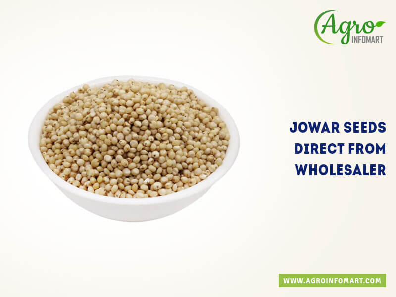 jowar seeds Wholesale