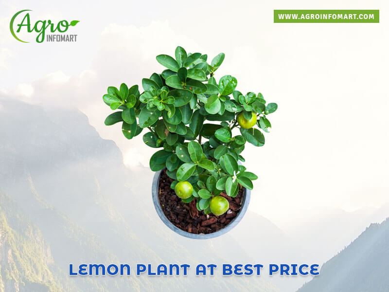 lemon plant Wholesale