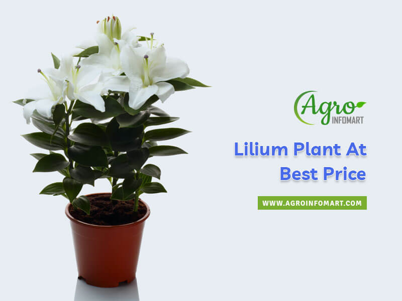 lilium plant Wholesale