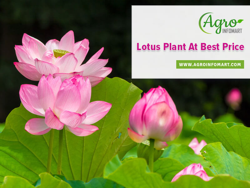 lotus plant Wholesale