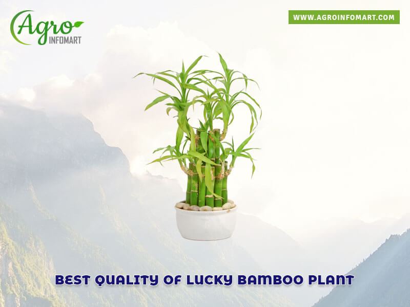 lucky bamboo plant Wholesale