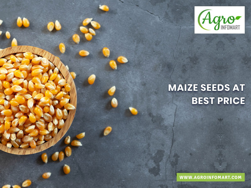 maize seeds Wholesale