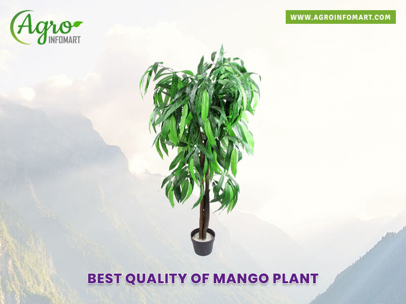 mango plant Wholesale