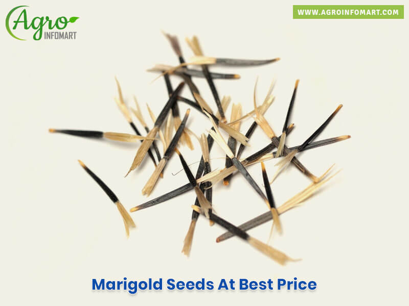 marigold seeds Wholesale