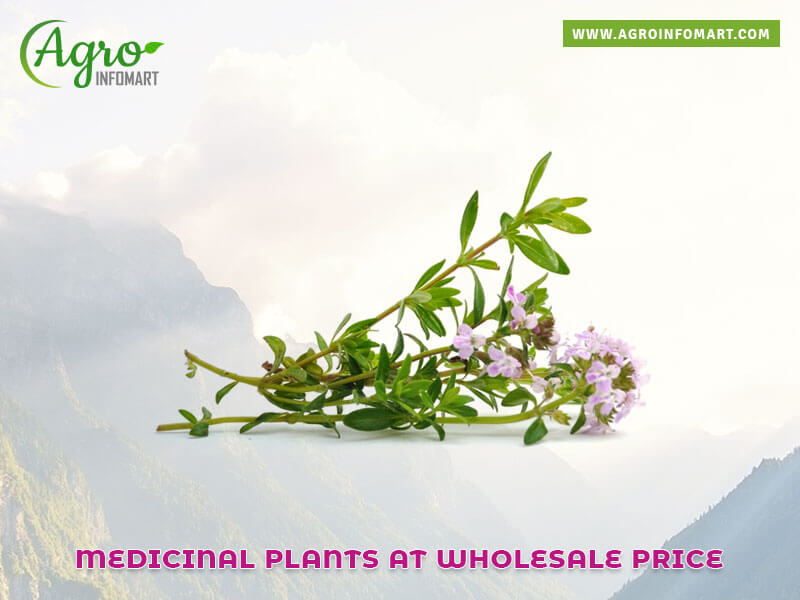 medicinal plants Wholesale