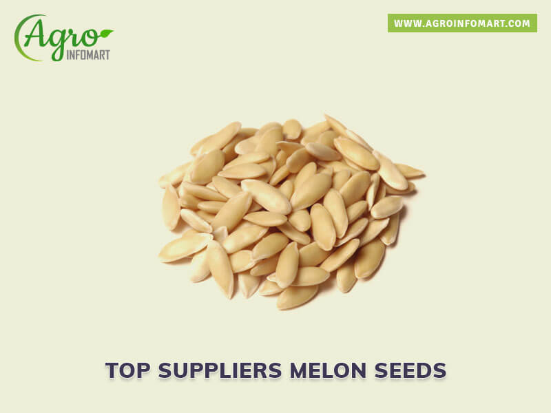 melon seeds Wholesale