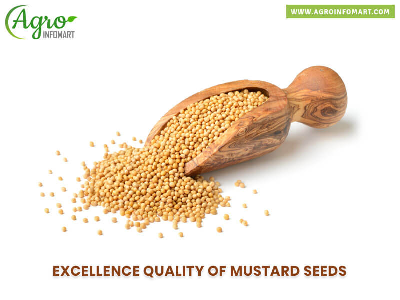 mustard seeds Wholesale