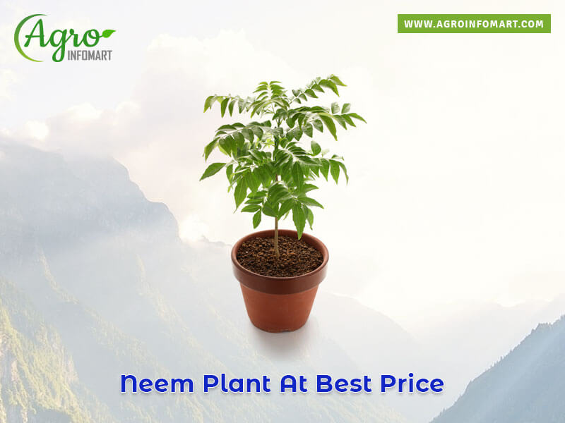 neem plant Wholesale