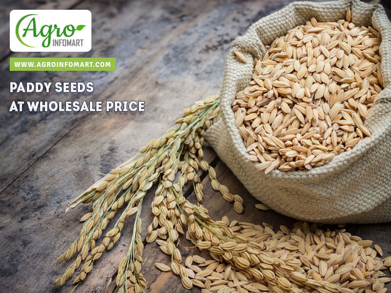 paddy seeds Wholesale