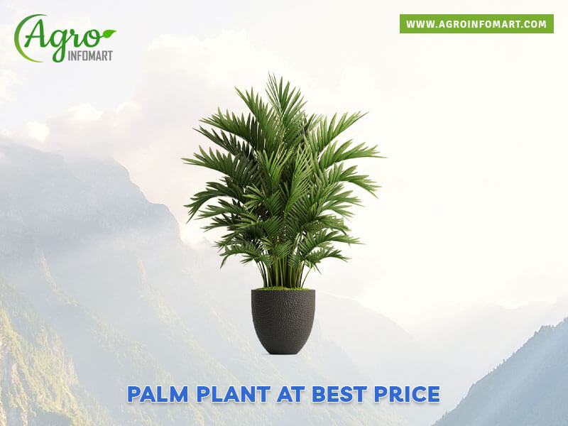 palm plant Wholesale