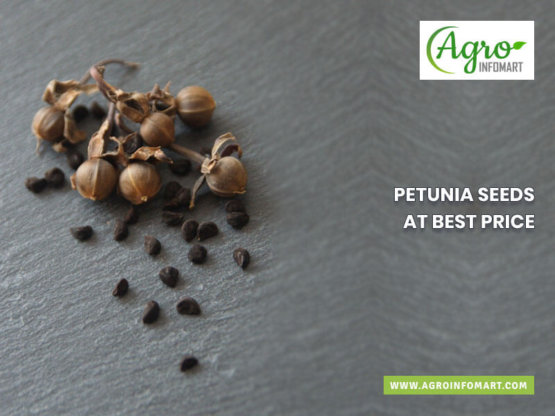 petunia seeds Wholesale