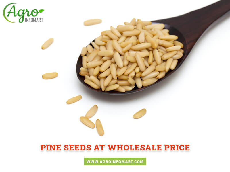 pine seeds Wholesale