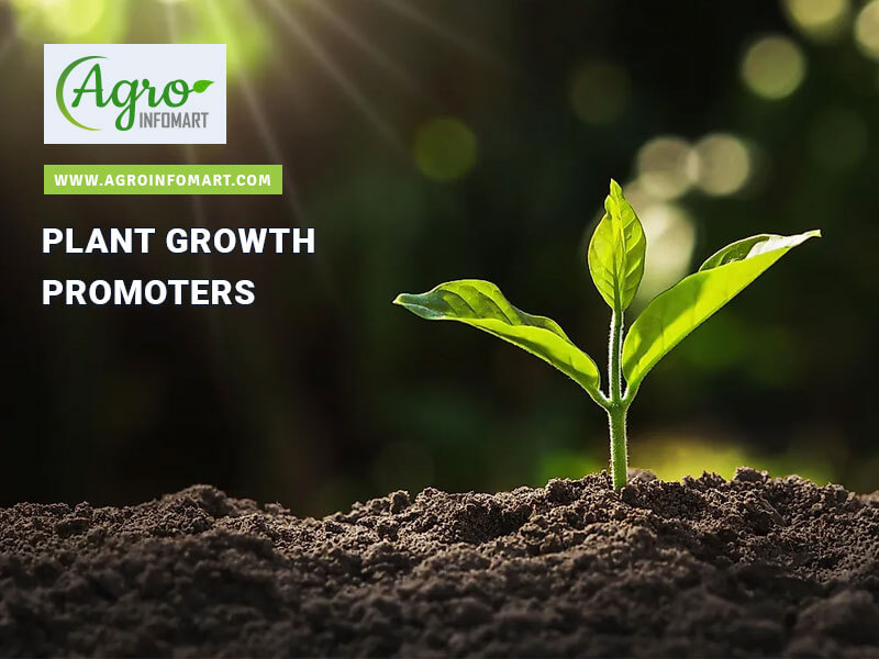 plant growth promoters Wholesale
