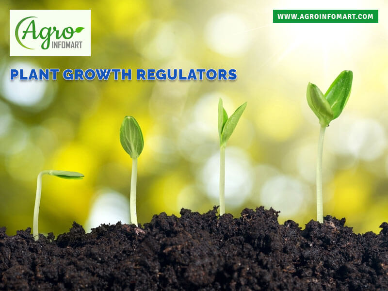 plant growth regulators Wholesale