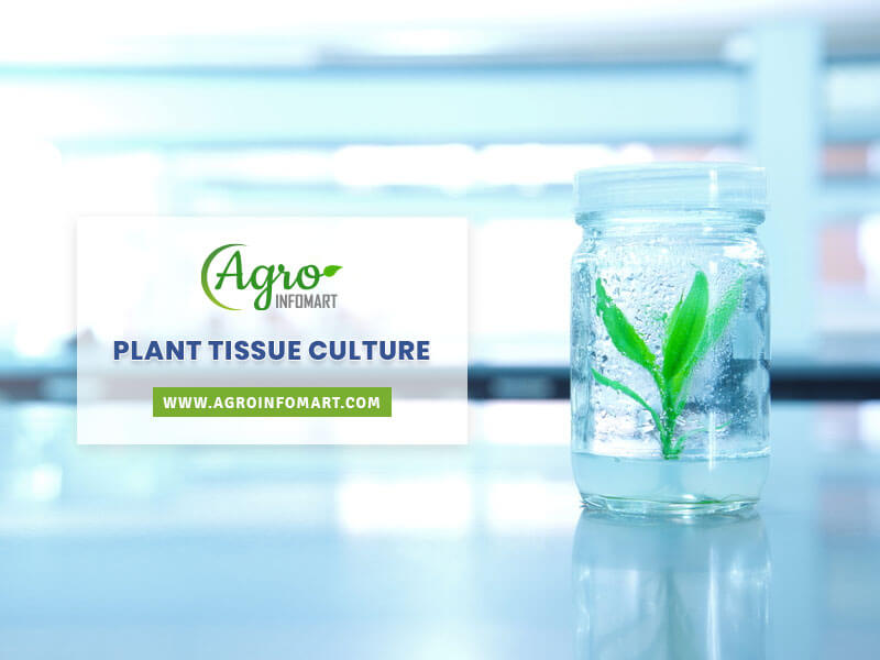 plant tissue culture Wholesale