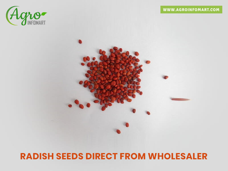 radish seeds Wholesale