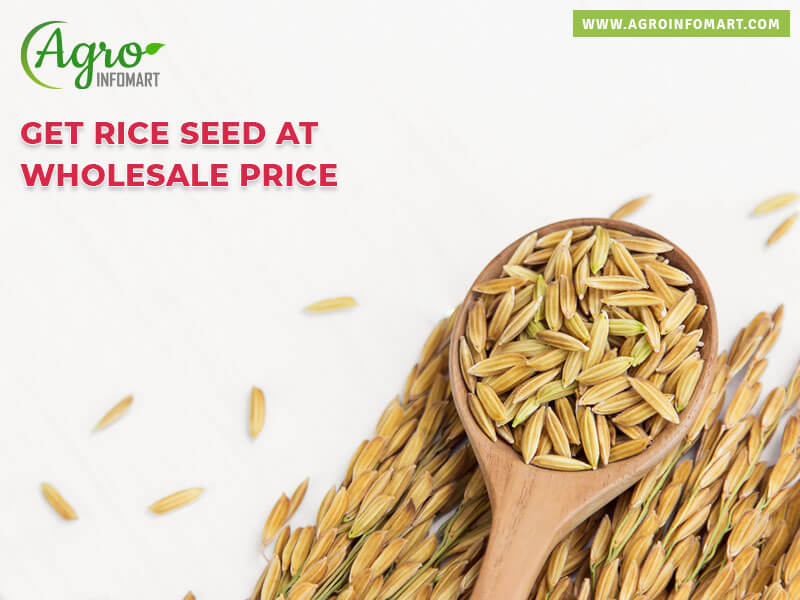 rice seed Wholesale