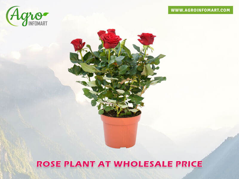 rose plant  Wholesale