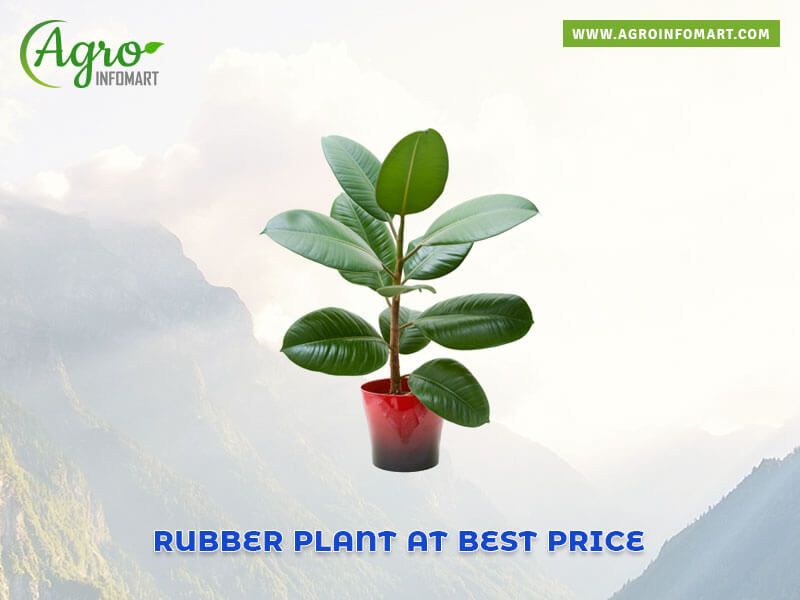 rubber plant Wholesale