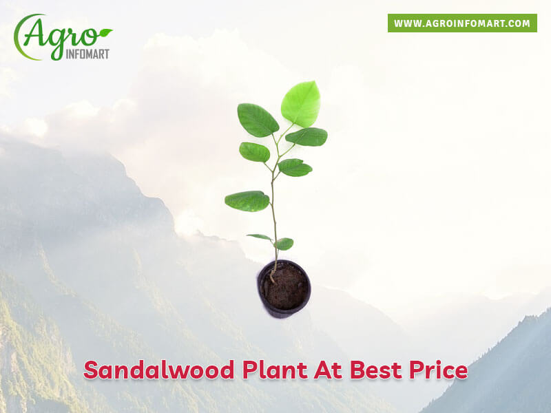 sandalwood plant Wholesale