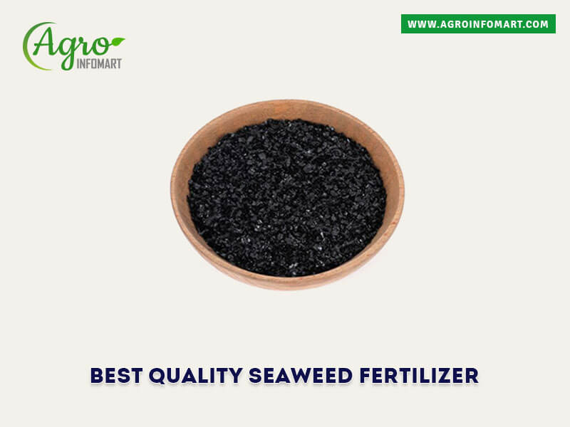 seaweed fertilizer Wholesale