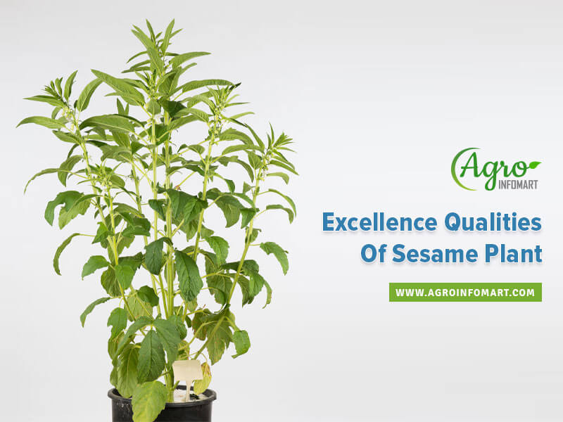 sesame plant  Wholesale