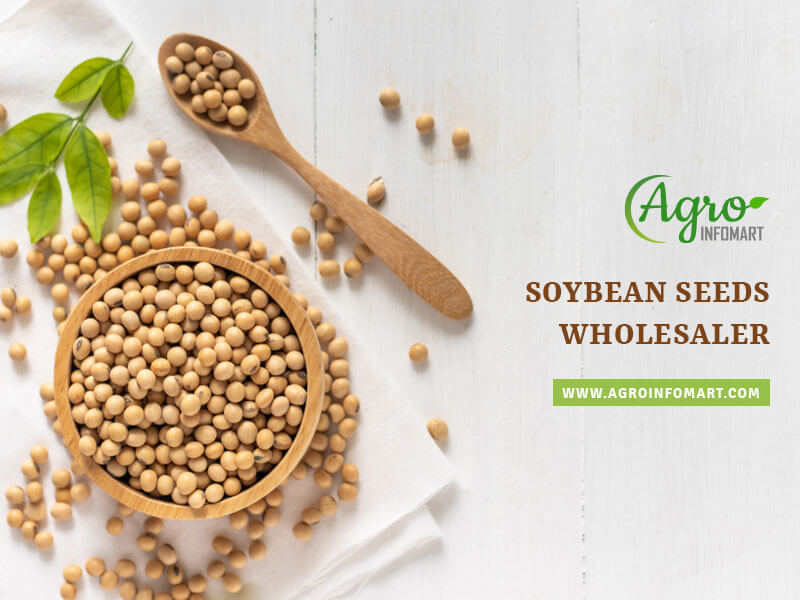 soybean seeds Wholesale