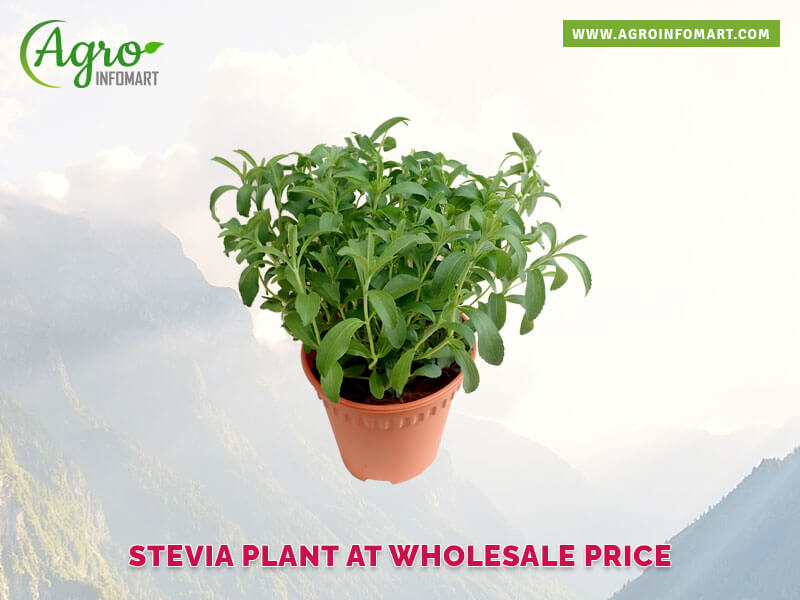 stevia plant Wholesale
