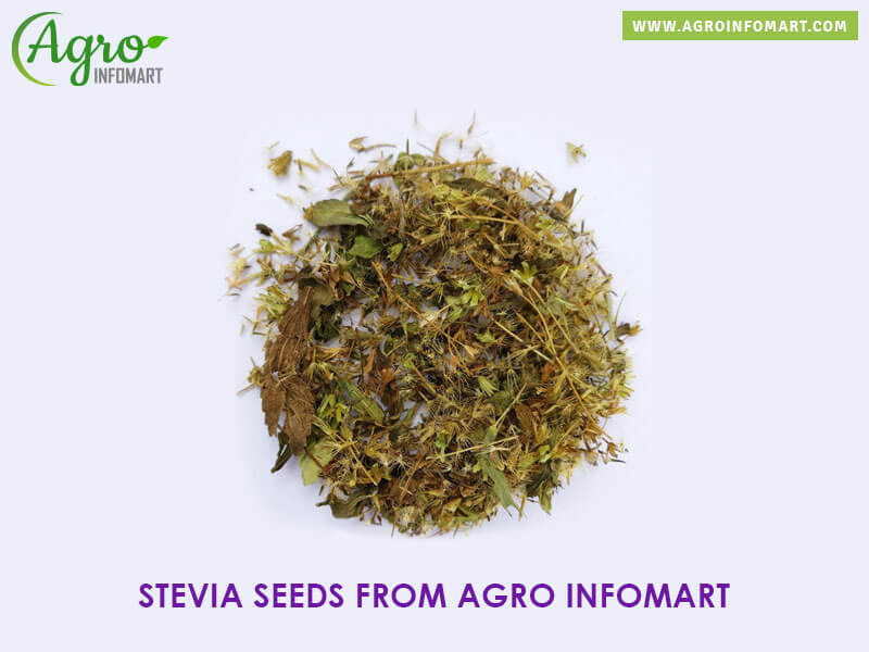 stevia seeds Wholesale