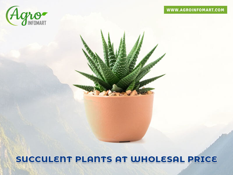 succulent plants Wholesale