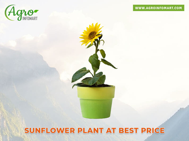 sunflower plant Wholesale