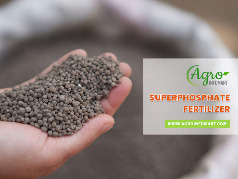 superphosphate fertilizer Wholesale