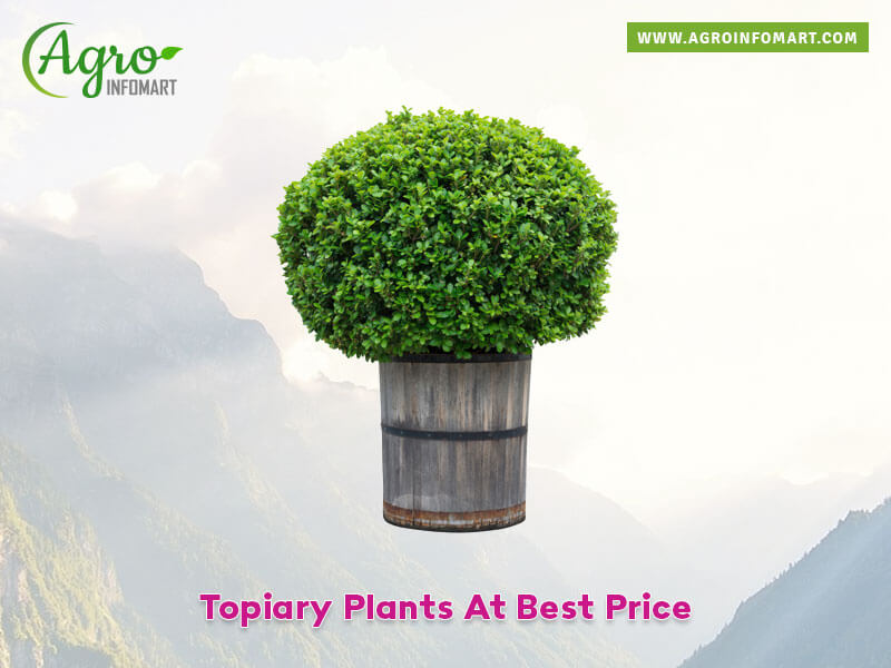 topiary plants Wholesale